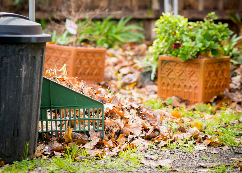 Raking Leaves